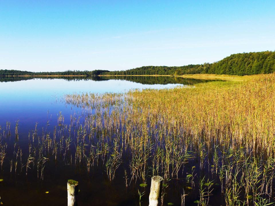 Der größte Nationalpark Deutschlands, der Müritz-Nationalpark, liegt weit im Norden des Landes – und zwar in Mecklenburg-Vorpommern. Foto: Getty Images____