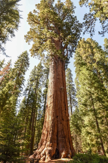 Der Riesenmammutbaum „General Sherman Tree“ ist der voluminöseste Baum der Welt. Foto: Adobe Stock