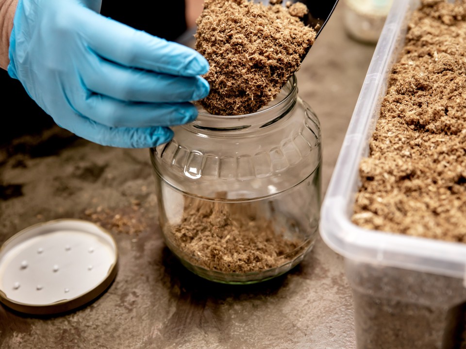Organischer Nährboden wird fürs Myzel vorbereitet: Viele Forscherinnen und Forscher haben sich dem Pilz als Baustoff verschrieben und tüfteln architektonischen Gebilden, Dämmmaterialien, Schallisolierungen, Verpackungen und Möbeln. Foto: shutterstock____