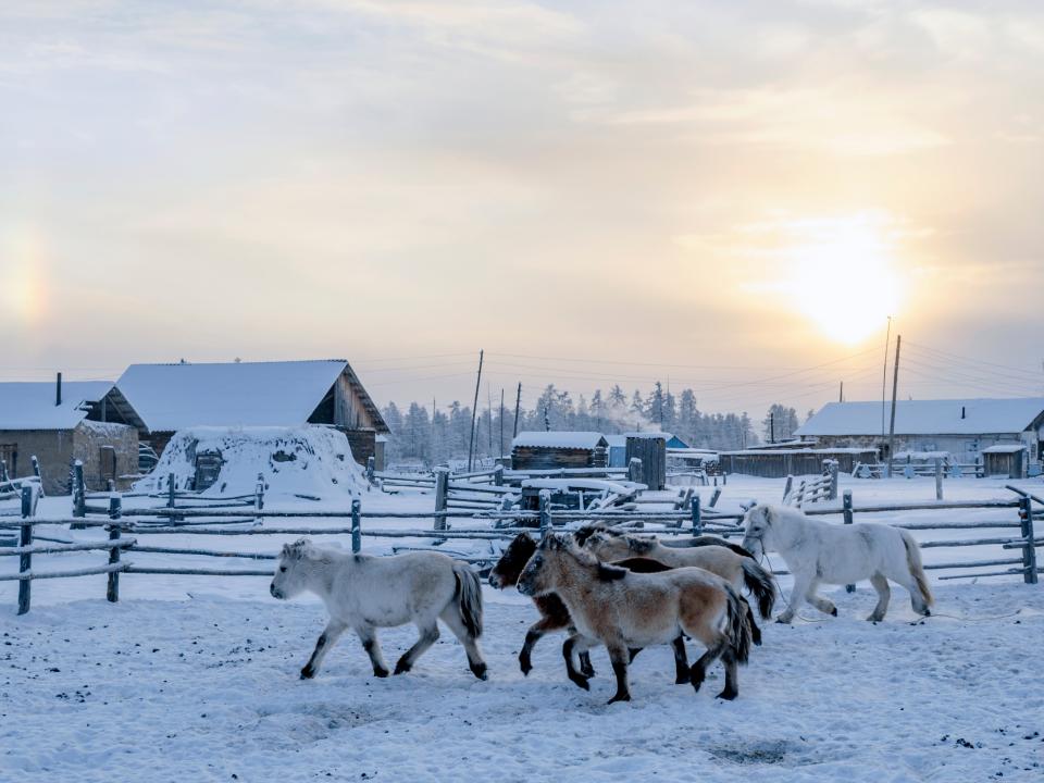 Hier braucht man ein dickes Fell: Ponys in Oimjakon. Foto: Adobe Stock____