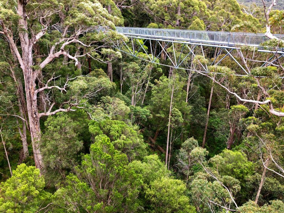 Australischer Eukalyptusbaum____