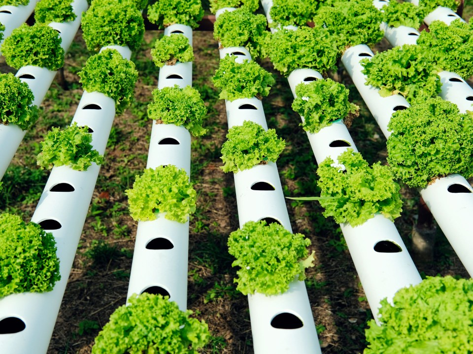 Beim Indoor Farming werden Pflanzen zum Teil nicht durch die Erde, sondern direkt bewässert. Foto: Adobe Stock____