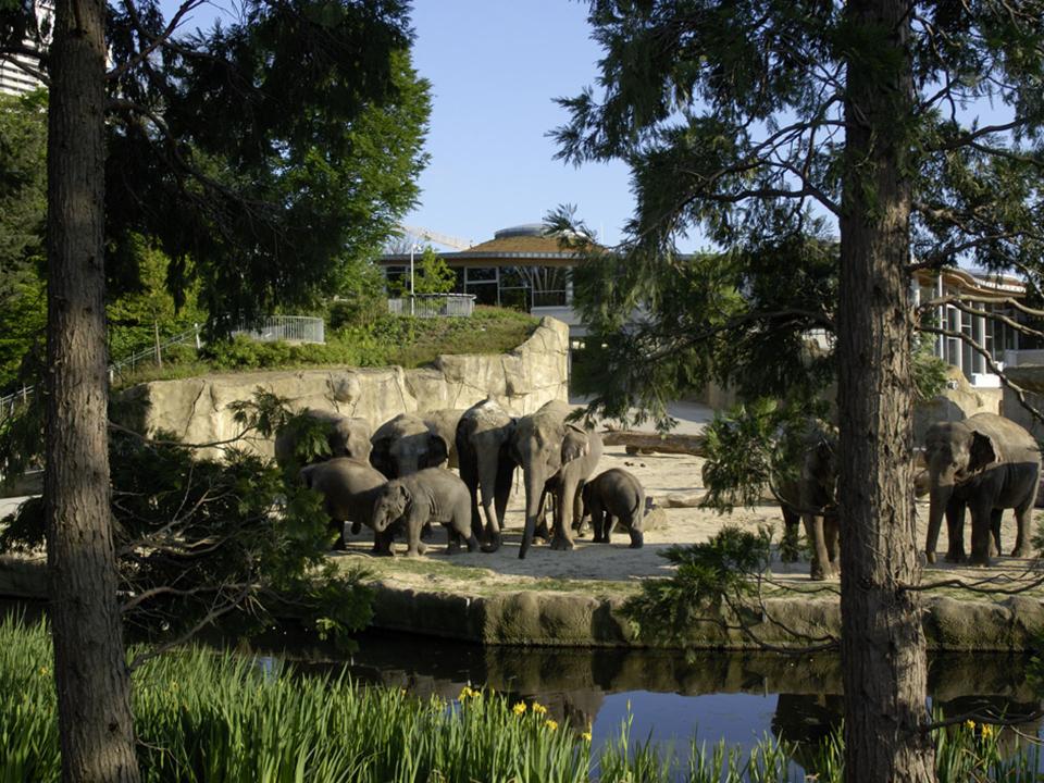 Elefanten bewegen sich in ihrem Gehege im Kölner Zoo____