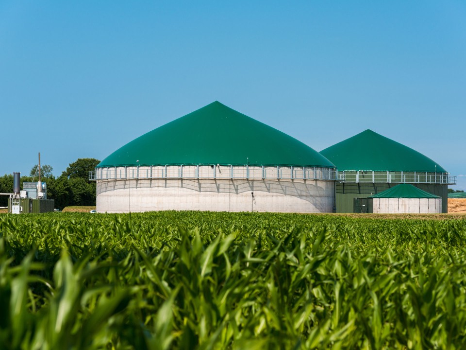 Energiemais und Co. bilden die Grundlage für Kraftstoffe aus Biomasse, doch die Anbaufläche ist begrenzt. Foto: Adobe Stock____
