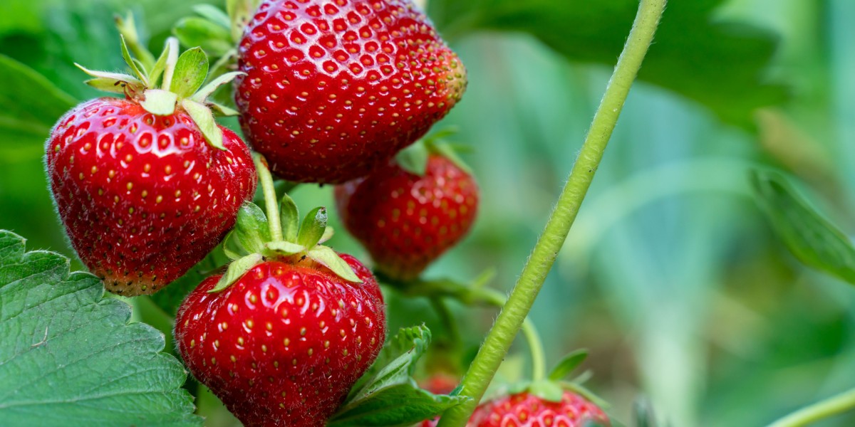Erdbeeren sind in Deutschland äußerst beliebt – werden sie bald von einem Ernteroboter gepflückt? Foto: iStockphoto/Getty Images