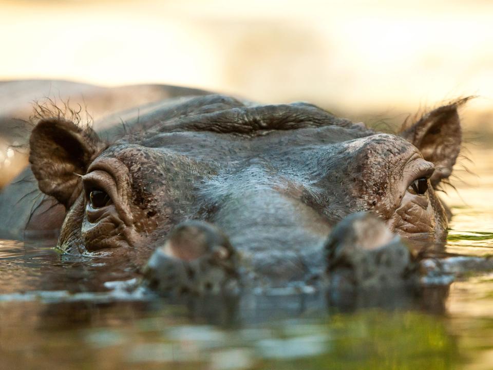 Flusspfer Kathi aus dem Berliner Zoo guckt aus dem Wasser____