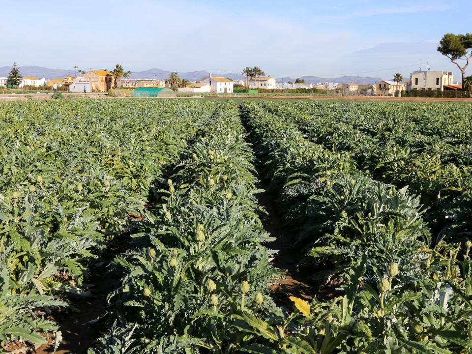 Auf den Feldern der Huerta werden viele der Lebensmittel angebaut, die in Valencia verarbeitet und verspeist werden. Foto: Adobe Stock____
