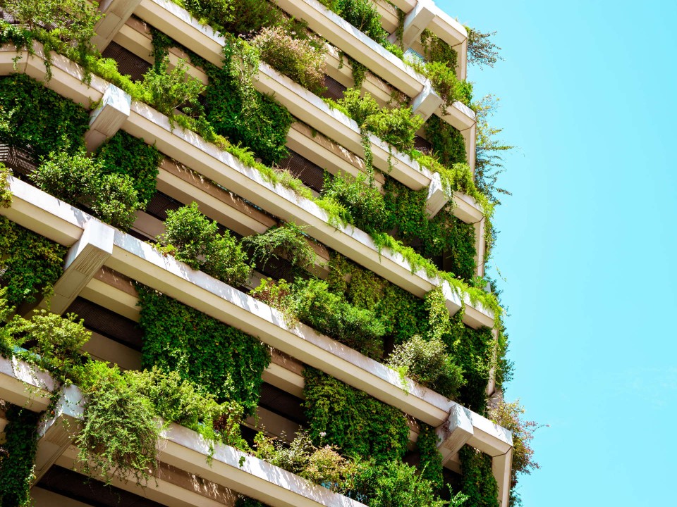 Pflanzen können dabei helfen, Städte im Sommer zu kühlen. Foto: Getty Images____