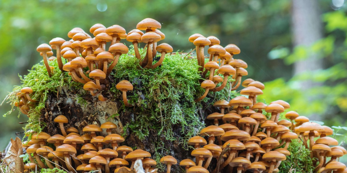 Das unterirdische Wurzelgeflecht von Pilzen rückt zunehmend als Baumaterial in den Blick. Foto: Adobe Stock