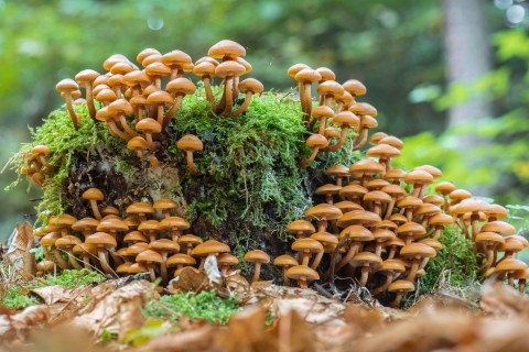 Das unterirdische Wurzelgeflecht von Pilzen rückt zunehmend als Baumaterial in den Blick. Foto: Adobe Stock