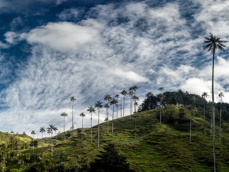 Quindio-Wachspalmen sind die höchsten Palmen der Welt. Foto: Adobe Stock____