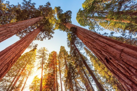 Küstenmammutbäume im Redwood-Nationalpark