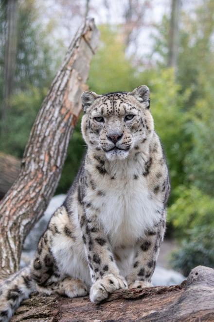 Ein Schneeleopard sitzt auf einem Baumstamm im Berliner Tierpark