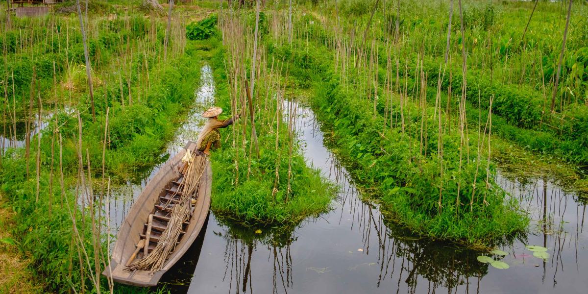 Schwimmende Bete in Myanmar, ein Bauer arbeitet vom Boot aus an den Beten.