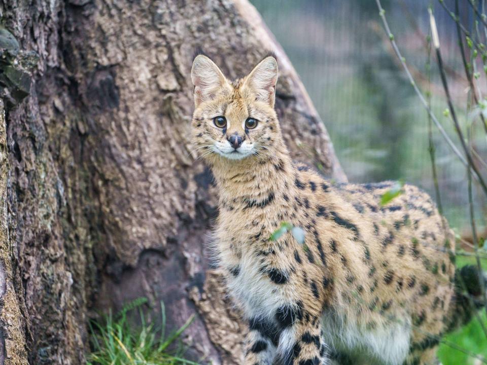 Ein Serval guckt im Stuttgarter Zoo in die Kamera____