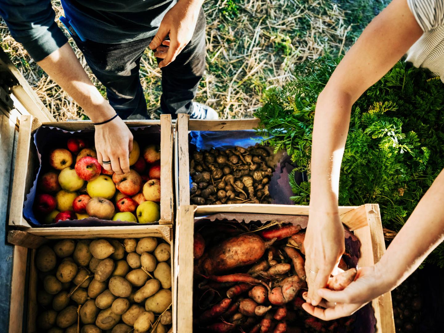 Solawi Solidarische Landwirtschaft Senkrechtstarter Magazin solawi-solidarische-landwirtschaft-senkrechtstarter-magazin