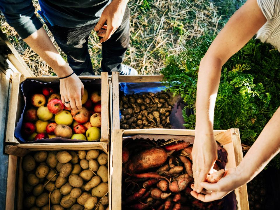 Da die Lebensmittel bei Solawi-Betrieben direkt vom Feld kommen, sind sie zwar nicht so gut gewaschen und sortiert wie im Supermarkt, dafür aber umso frischer. Foto: Getty Images____