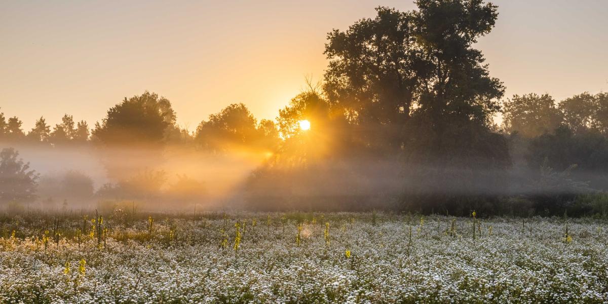 Sonnenaufgang über einem Feld
