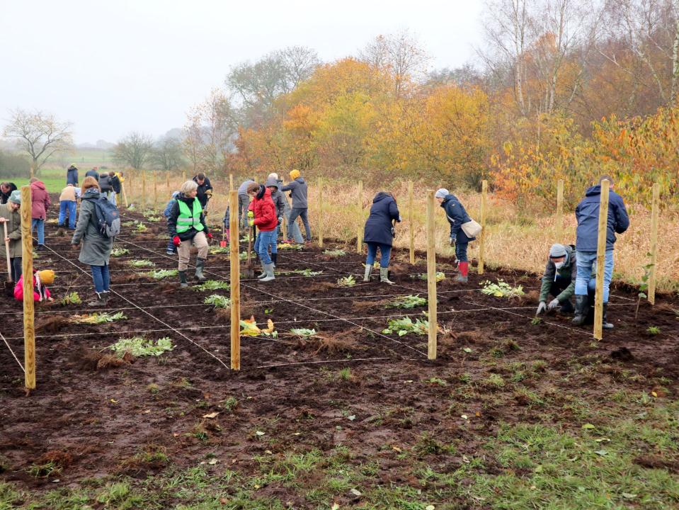Tiny Forest: Viele Menschen stehen auf einem abgesteckten Acker, auf dem Boden liegen Setzlinge für Bäume bereit, um gepflanzt zu werden.____