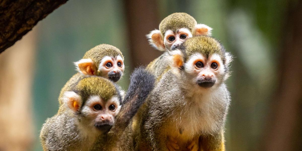 Als größter Zoo Deutschlands gilt der Zoo in Berlin. Dort gibt es unter den vielen Arten auch die sogenannten Totenkopfäffchen zu bestaunen. Foto: Zoo Berlin