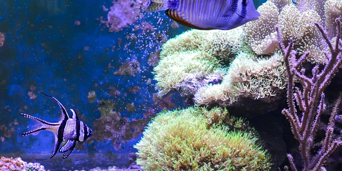 Fischfans aufgepasst: In Unterwasser-Restaurants wird das Dinner zum einmaligen Erlebnis. Foto: Adobe Stock