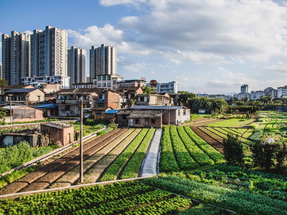 Im Gegengsatz zum Urban Gardening steckt hinter dem Urban Farming auch ein kommerzielles Interesse. Foto: Getty Images____