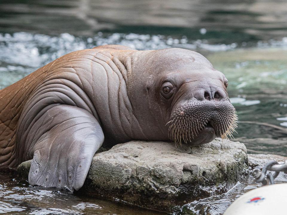 Ein Walross liegt auf einem Stein im Tierpark Hagenbeck____