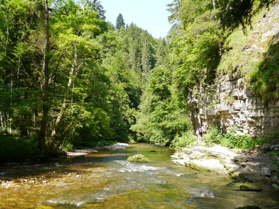 Ein schmaler Fluss mit hohen Bäumen ringsherum und einem Steilufer rechts.____