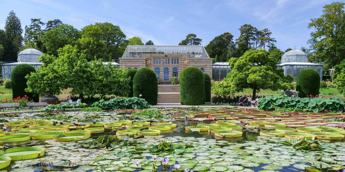 Im Sommer blühen im maurischen Garten der Wilhelma in Stuttgart Seerosen von rund 40 Arten und Sorten. Foto: Wilhelma Stuttgart/Harald Knitter
