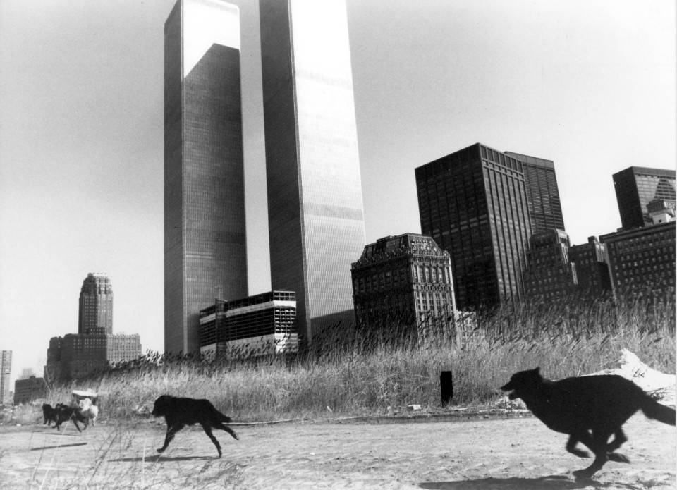 Michael Wadleighs Werwolf-Film ist kein Splatter - stattdessen sehen wir den städtebaulichen Wandel Manhattans aus Sicht von Werwölfen. Foto: picture alliance____