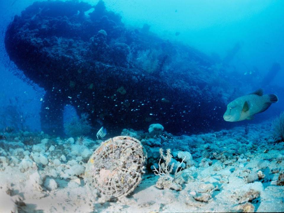 Das Schiffswrack der SS Yongala kann man heute bei Tauchgängen im Great Barrier Reef bewundern. Foto: imago/UIG____