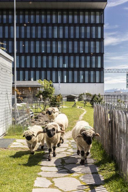 Schafe auf einem Pfad vor einem modernen Gebäude in München.