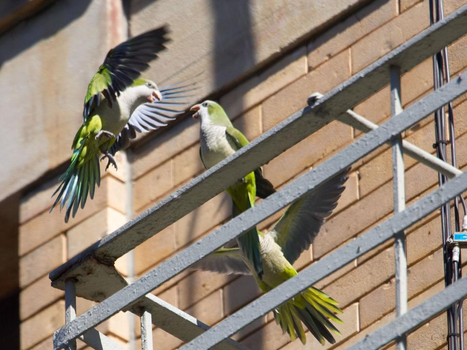 Grün-weiße Papageien sitzen auf dem Metallgeländer eines Gebäudes, mit ausgebreiteten Flügeln____