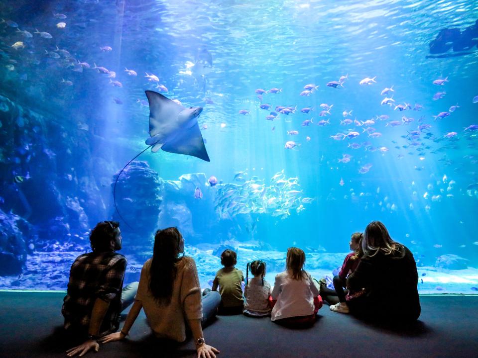Silhouetten einer Familie, die vor einem Aquarium sitzt und einen Rochen sowie schwimmende Fische betrachtet____