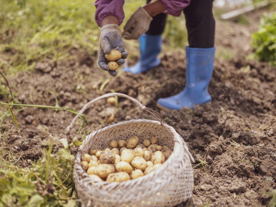 Arbeiterin mit Gummistiefeln und Arbeitshandschuhen hält frisch geerntete Kartoffeln über einem gefüllten Korb im Ackerboden____