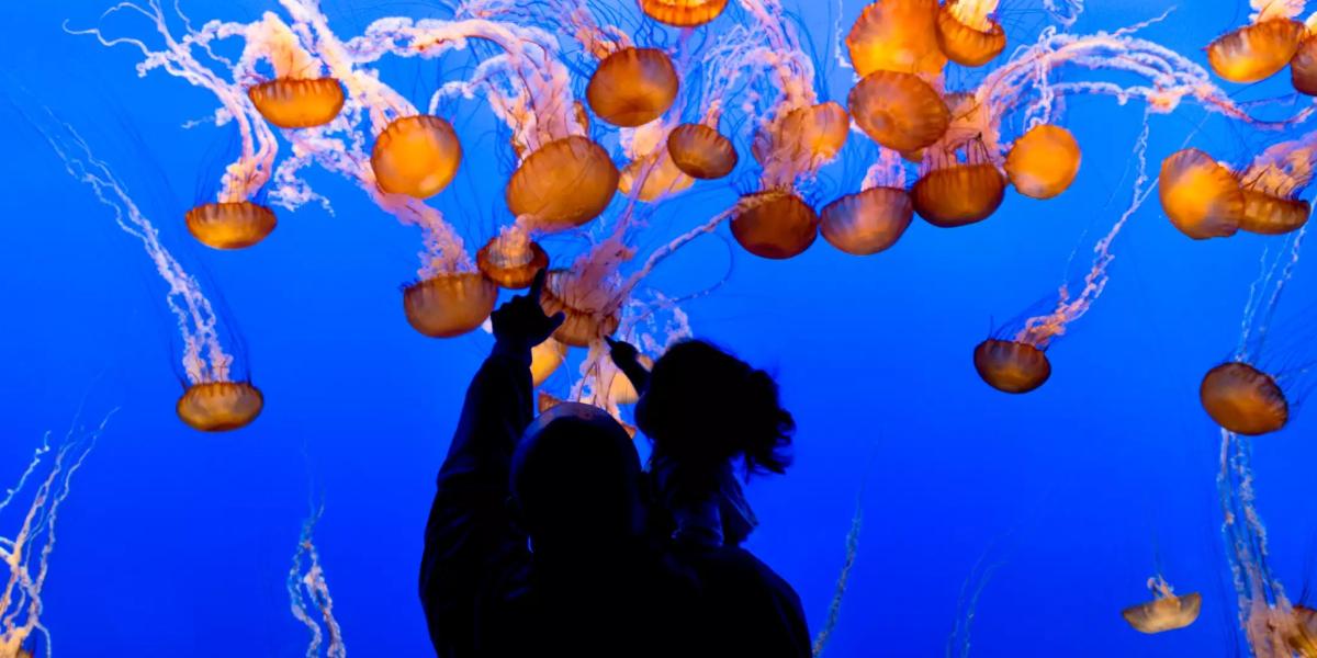 Silhouetten eines Vaters und Kindes vor einem Aquarium mit leuchtenden Quallen und tiefblauem Hintergrund