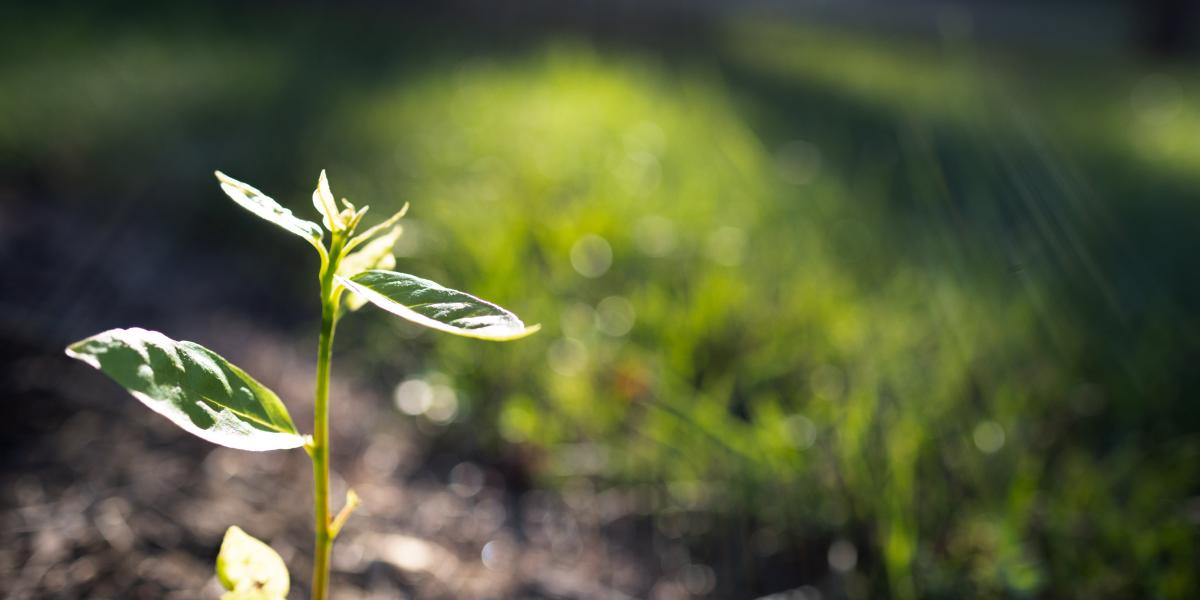 Kleine grüne Pflanze im Sonnenlicht auf einem Feld.