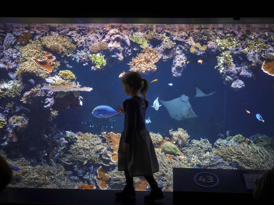 Silhouette eines Mädchens, das einen blauen Fisch berührt, umgeben von Korallen, kleinen Fischen und einem Rochen____
