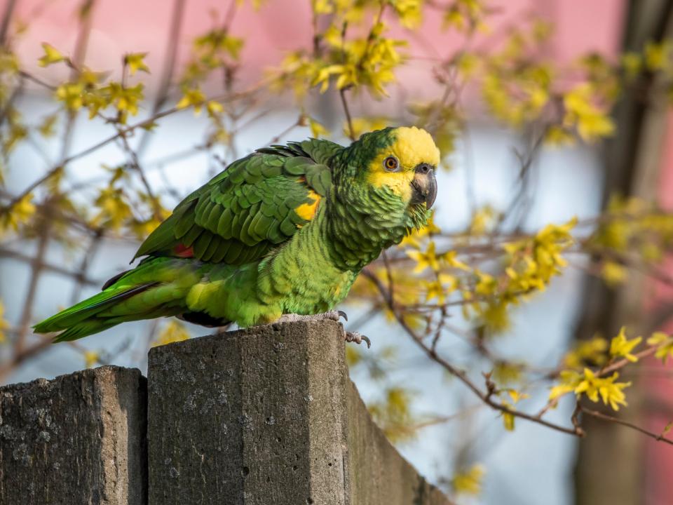 Grün-gelber Papagei sitzt auf einer Steinmauer, umgeben von unscharfen, gelben Blütenzweigen im Hintergrund____