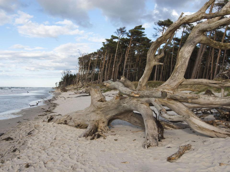 Treibholz am naturbelassenen Ostseestrand mit Windflüchter-Kiefern und bewölktem Himmel____