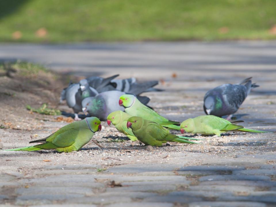 Grüne Papageien und graue Tauben fressen Körner auf einem gepflasterten Weg, während sie sich in einer gemischten Gruppe aufhalten____