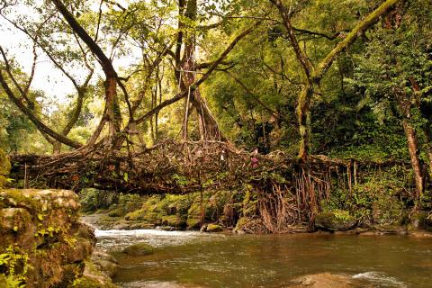 Dichte Wurzelbrücke über einen Fluss, eingebettet in tropische Vegetation, mit moosbewachsenen Felsen und grünem Blätterdach