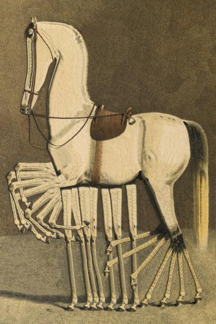 Illustriertes weißes Pferd mit vielfach vervielfachten Beinen in dynamischer Bewegungsdarstellung.