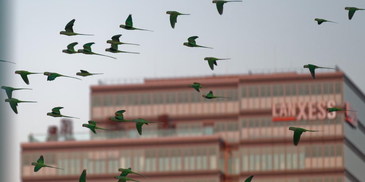 Schwarm grüner Papageien fliegt vor einem hohen Bürogebäude in der Stadt, während sie in Formation unterwegs sind