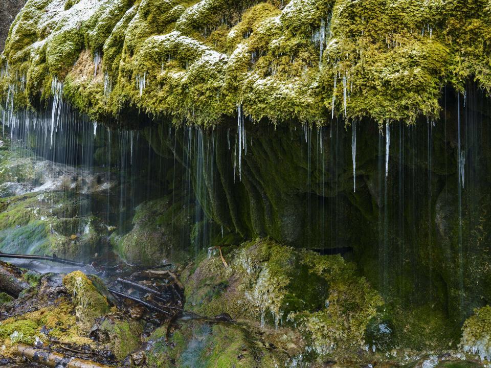 Moosbedeckter Felsüberhang mit langen Eiszapfen und fließendem Wasser.____