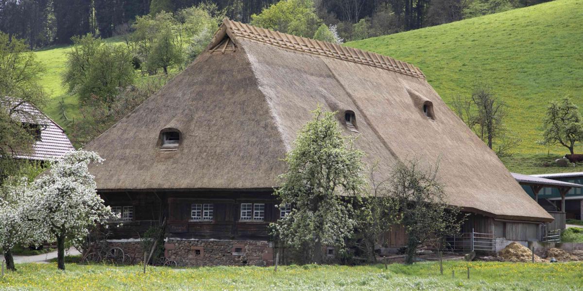 traditionelles Haus mit Strohdach, umgeben von grünen Wiesen und blühenden Bäumen im Schwarzwald
