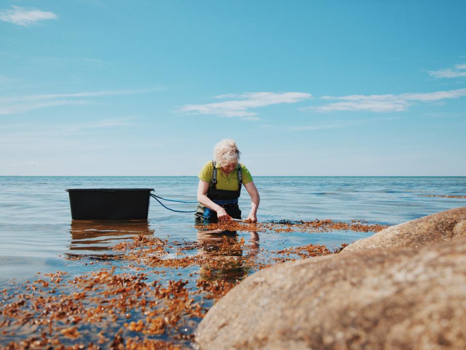 Frau erntet Algen im flachen Meer bei Sonnenschein, mit schwarzer Wanne im Wasser.____