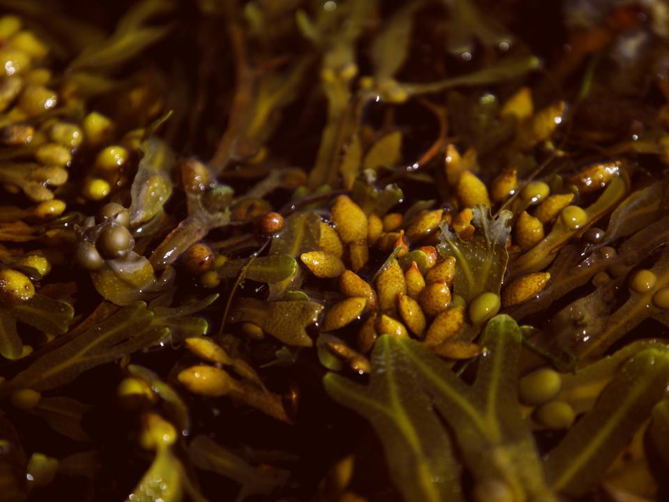 Nahaufnahme von braunen Blasentang-Algen mit leuchtend gelben Luftblasen im Wasser.____