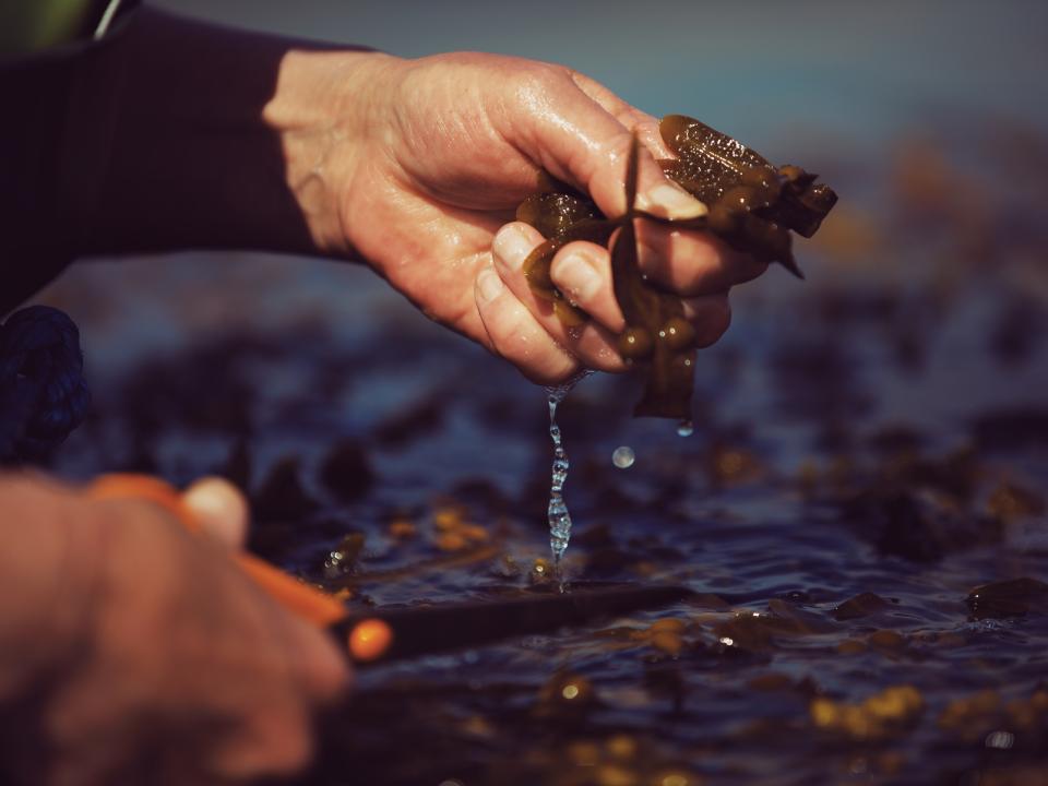Hand schneidet nasse Meeresalgen mit Schere, Wasser tropft zwischen Fingern.____