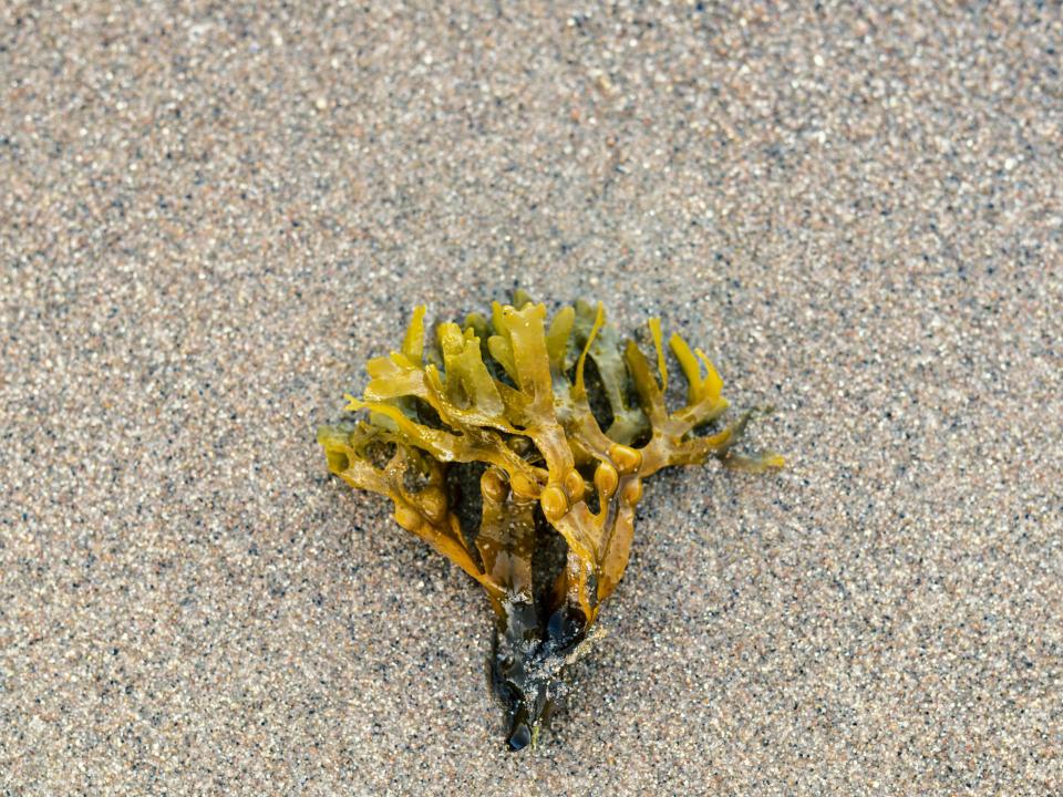 Grüner Blasentang liegt auf feuchtem Sandstrand, gut sichtbar mit typischen Luftblasen.____